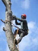 Safety Experts Tree Service LLC image 3